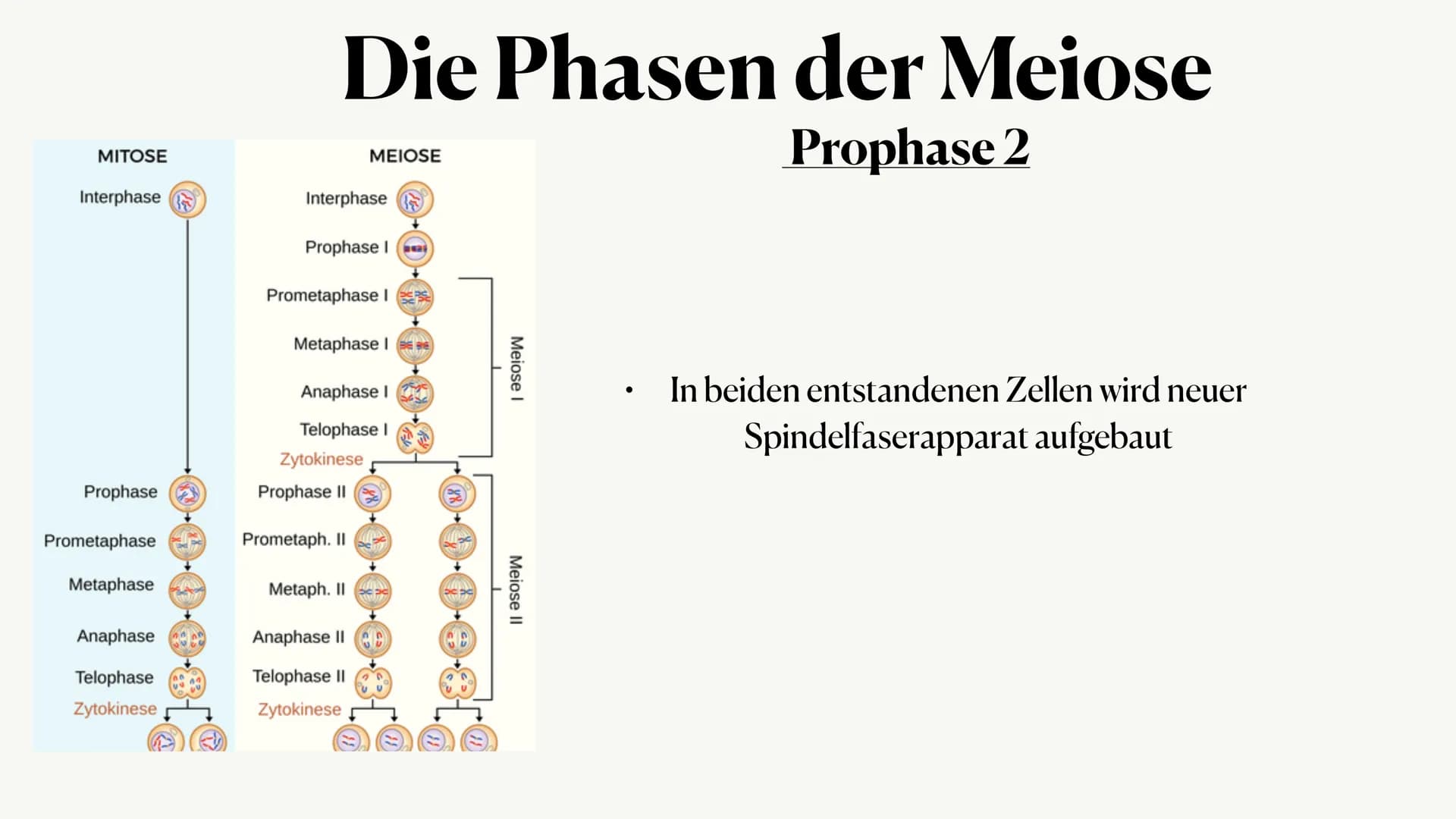 Meiose,
Von Julia ●
Was ist die Meiose?
• Die Phasen der Meiose
●
Vergleich zur Mitose
Inhaltsangabe:,
● • Auch Reduktionsteilung gennant
●

