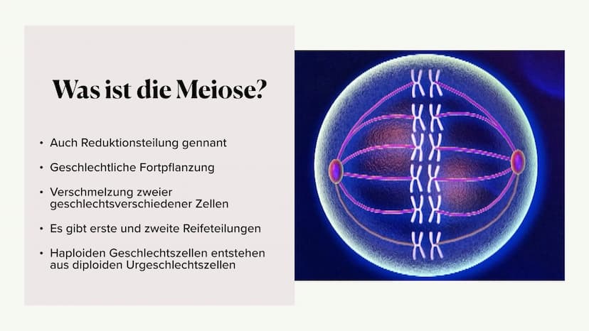 Meiose,
Von Julia ●
Was ist die Meiose?
• Die Phasen der Meiose
●
Vergleich zur Mitose
Inhaltsangabe:,
● • Auch Reduktionsteilung gennant
●
