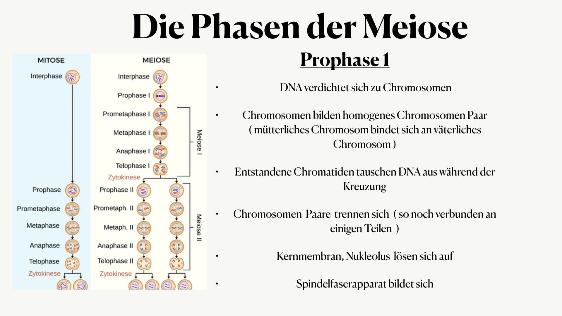 Meiose,
Von Julia ●
Was ist die Meiose?
• Die Phasen der Meiose
●
Vergleich zur Mitose
Inhaltsangabe:,
● • Auch Reduktionsteilung gennant
●
