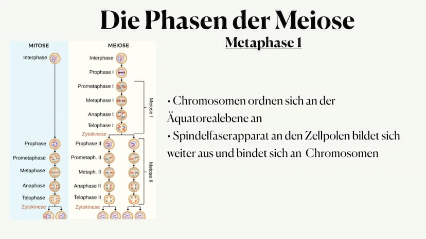 Meiose,
Von Julia ●
Was ist die Meiose?
• Die Phasen der Meiose
●
Vergleich zur Mitose
Inhaltsangabe:,
● • Auch Reduktionsteilung gennant
●
