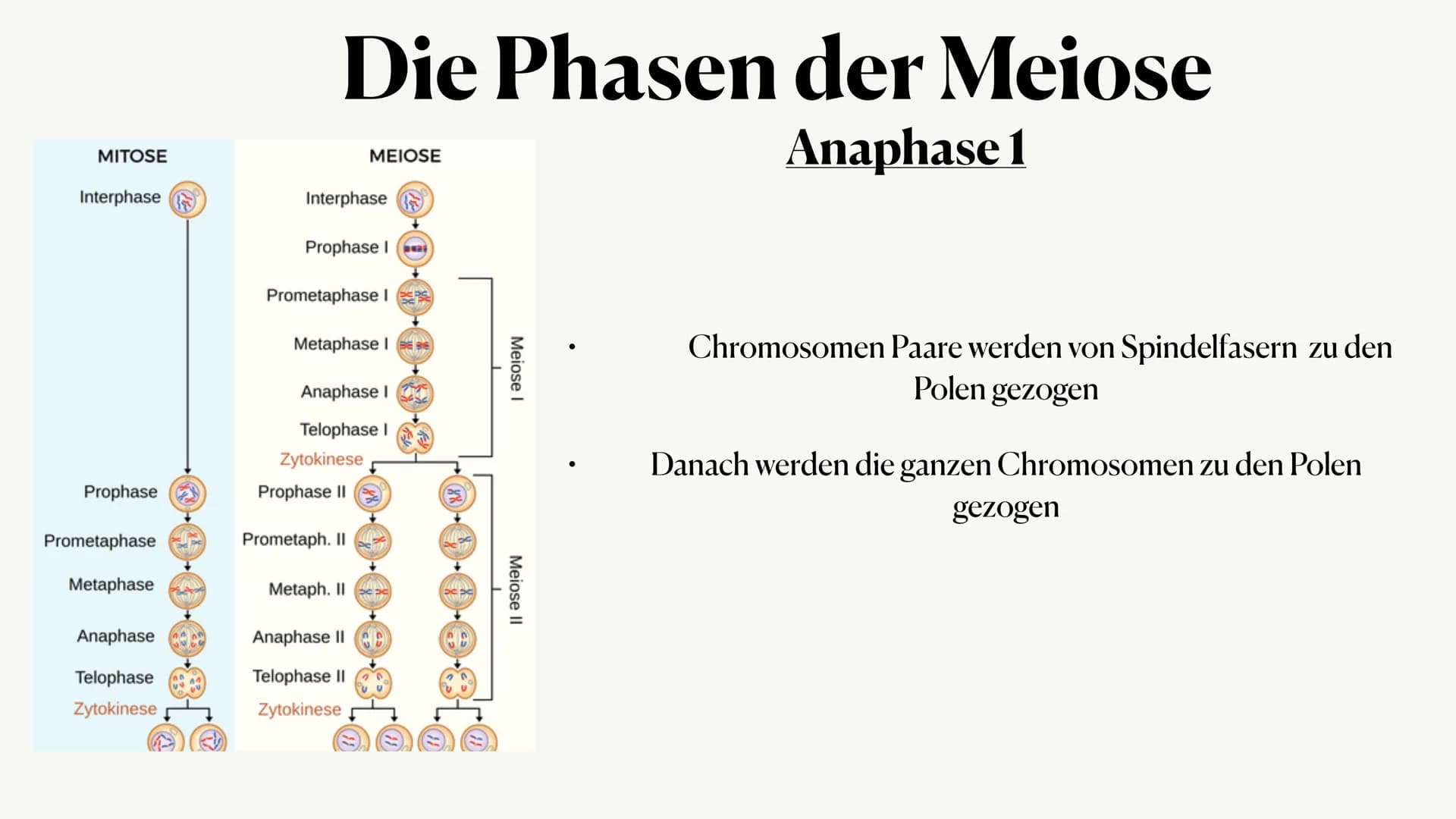 Meiose,
Von Julia ●
Was ist die Meiose?
• Die Phasen der Meiose
●
Vergleich zur Mitose
Inhaltsangabe:,
● • Auch Reduktionsteilung gennant
●
