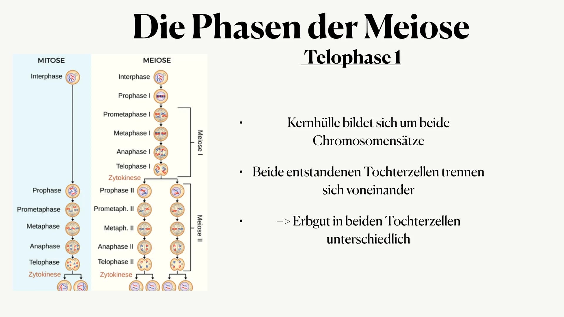 Meiose,
Von Julia ●
Was ist die Meiose?
• Die Phasen der Meiose
●
Vergleich zur Mitose
Inhaltsangabe:,
● • Auch Reduktionsteilung gennant
●
