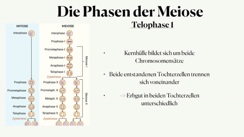 Meiose,
Von Julia ●
Was ist die Meiose?
• Die Phasen der Meiose
●
Vergleich zur Mitose
Inhaltsangabe:,
● • Auch Reduktionsteilung gennant
●
