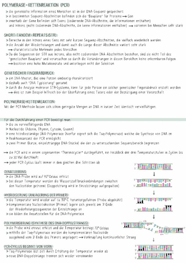 Know Polymerase-Kettenreaktion (PCR) thumbnail