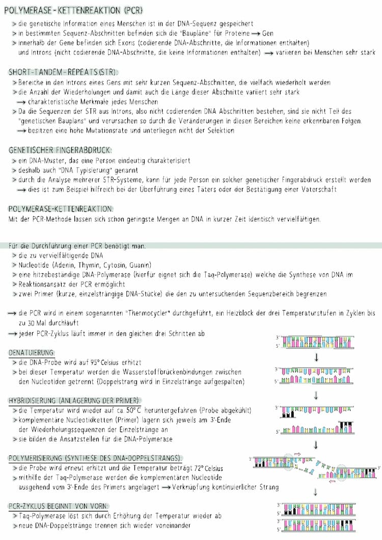 Know Polymerase-Kettenreaktion (PCR) thumbnail