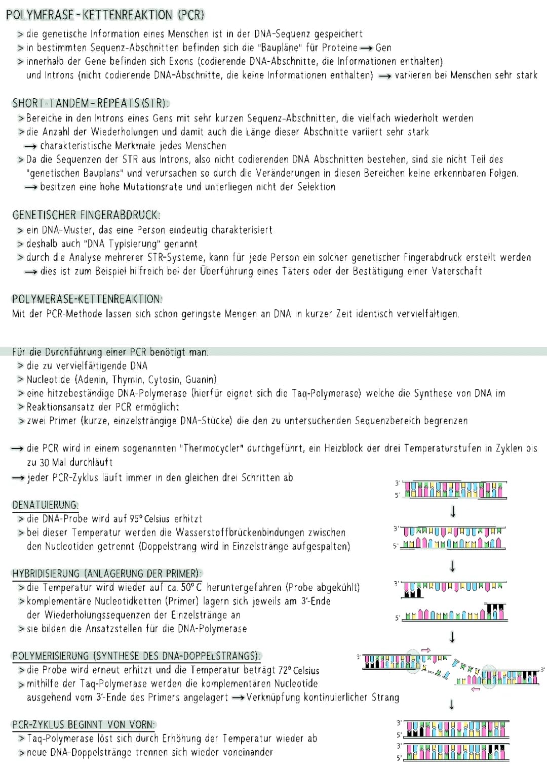 PCR-Methode einfach erklärt: Ablauf, Anwendung, und genetischer Fingerabdruck