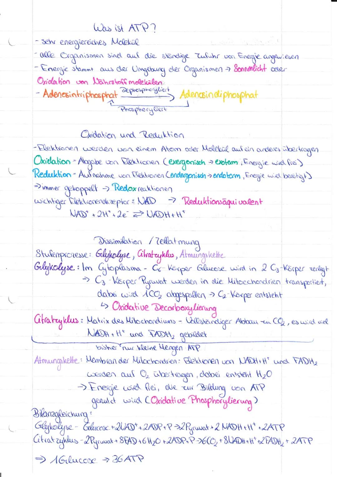 Sind Zellatmung und Dissimilation das Gleiche? - Einfache Erklärung für ATP in der Biologie