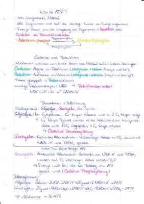 Know Dissimilation - Abiturvorbereitung  thumbnail