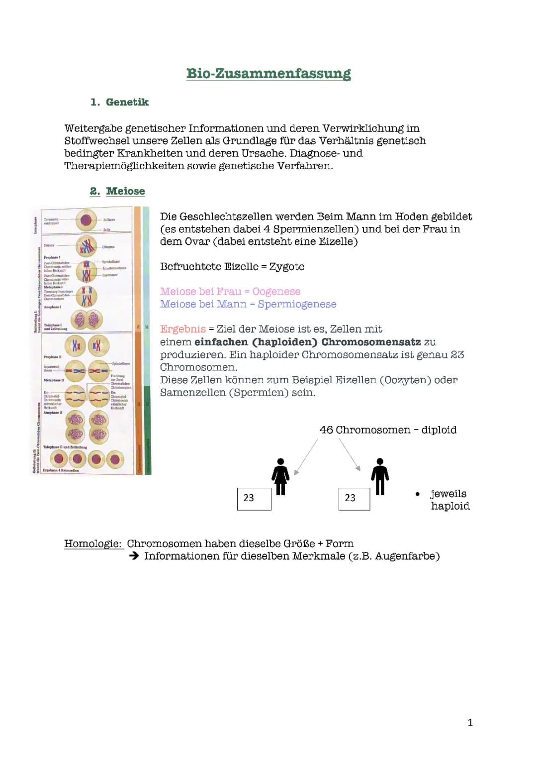 Alles über Meiose und Mitochondriale Vererbung: Prophase, Anaphase und mehr!