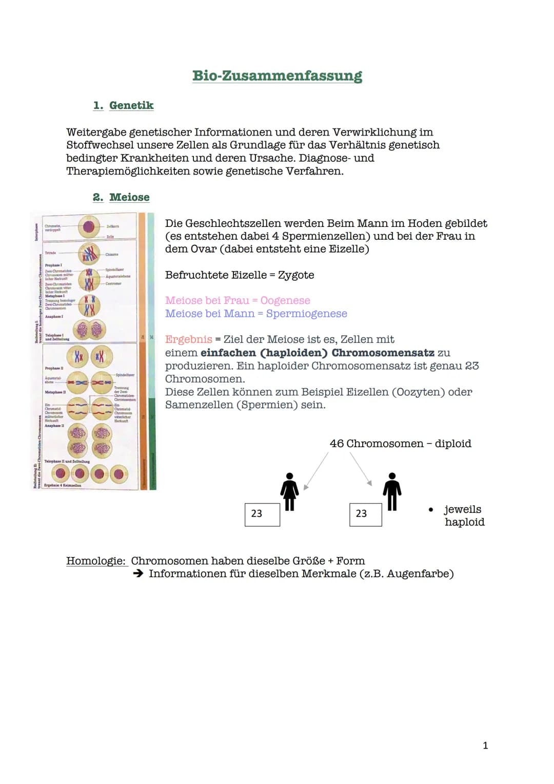 verdoppelt
Prophase I
Zwei Chromatiden
Chromosom mater
2wei Chromatiden
Chromosom veter
cher Herkunft
Metaphase I
Trennung homologer
Zwei Ch