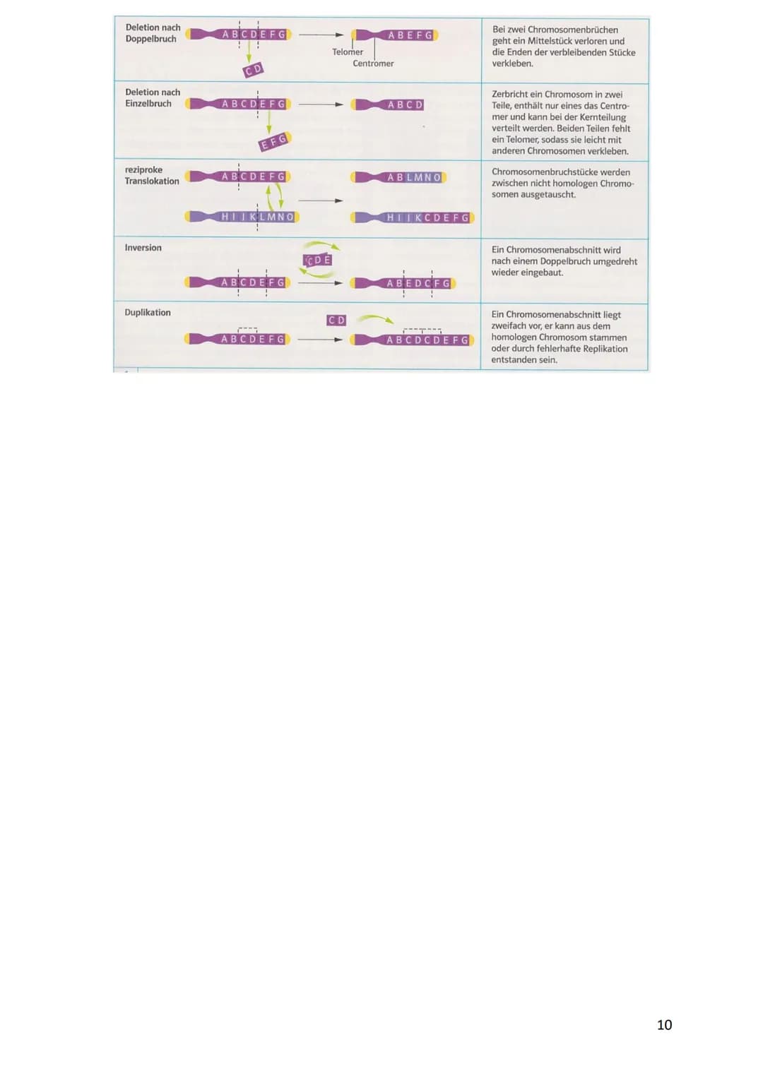 verdoppelt
Prophase I
Zwei Chromatiden
Chromosom mater
2wei Chromatiden
Chromosom veter
cher Herkunft
Metaphase I
Trennung homologer
Zwei Ch