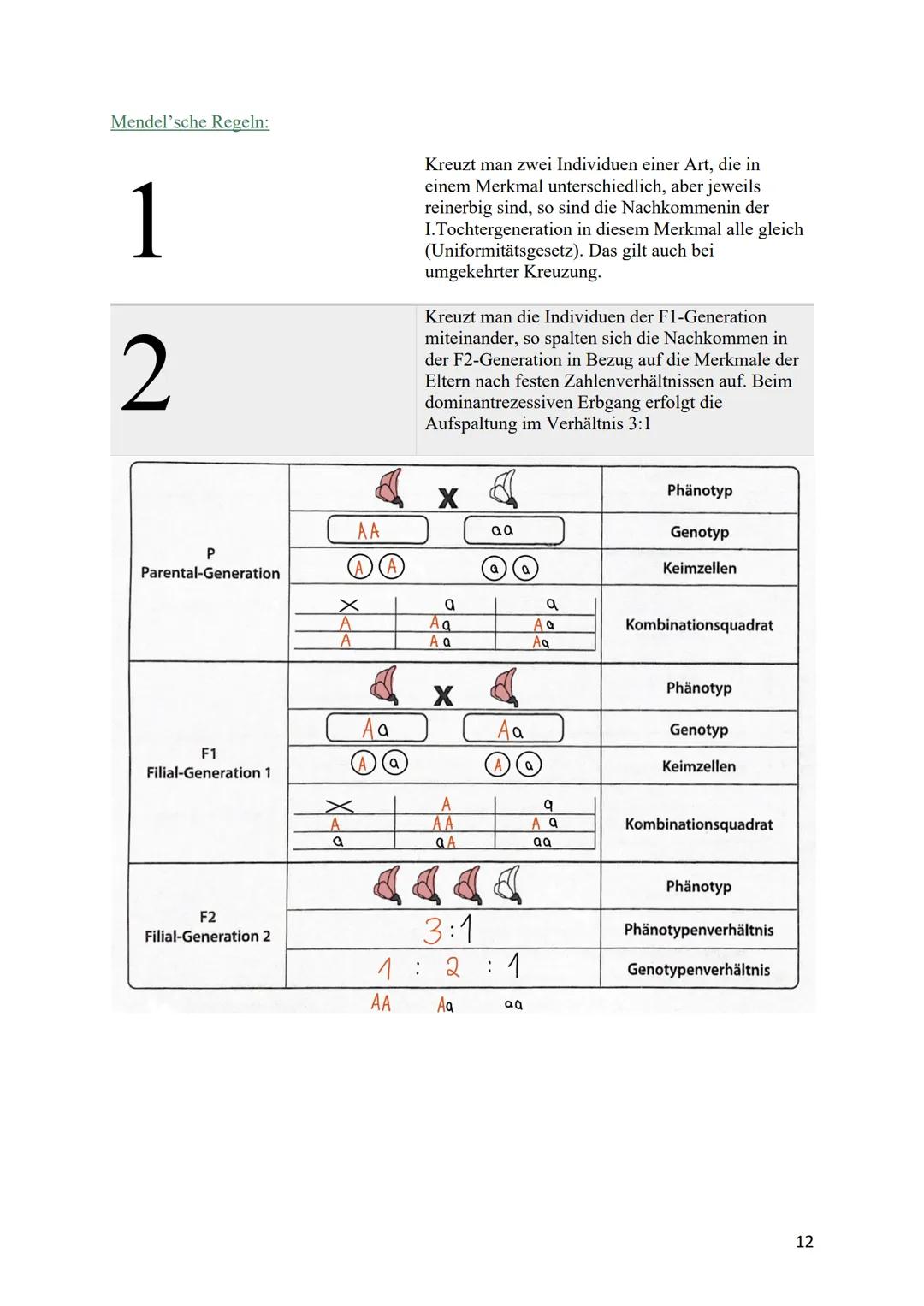 verdoppelt
Prophase I
Zwei Chromatiden
Chromosom mater
2wei Chromatiden
Chromosom veter
cher Herkunft
Metaphase I
Trennung homologer
Zwei Ch