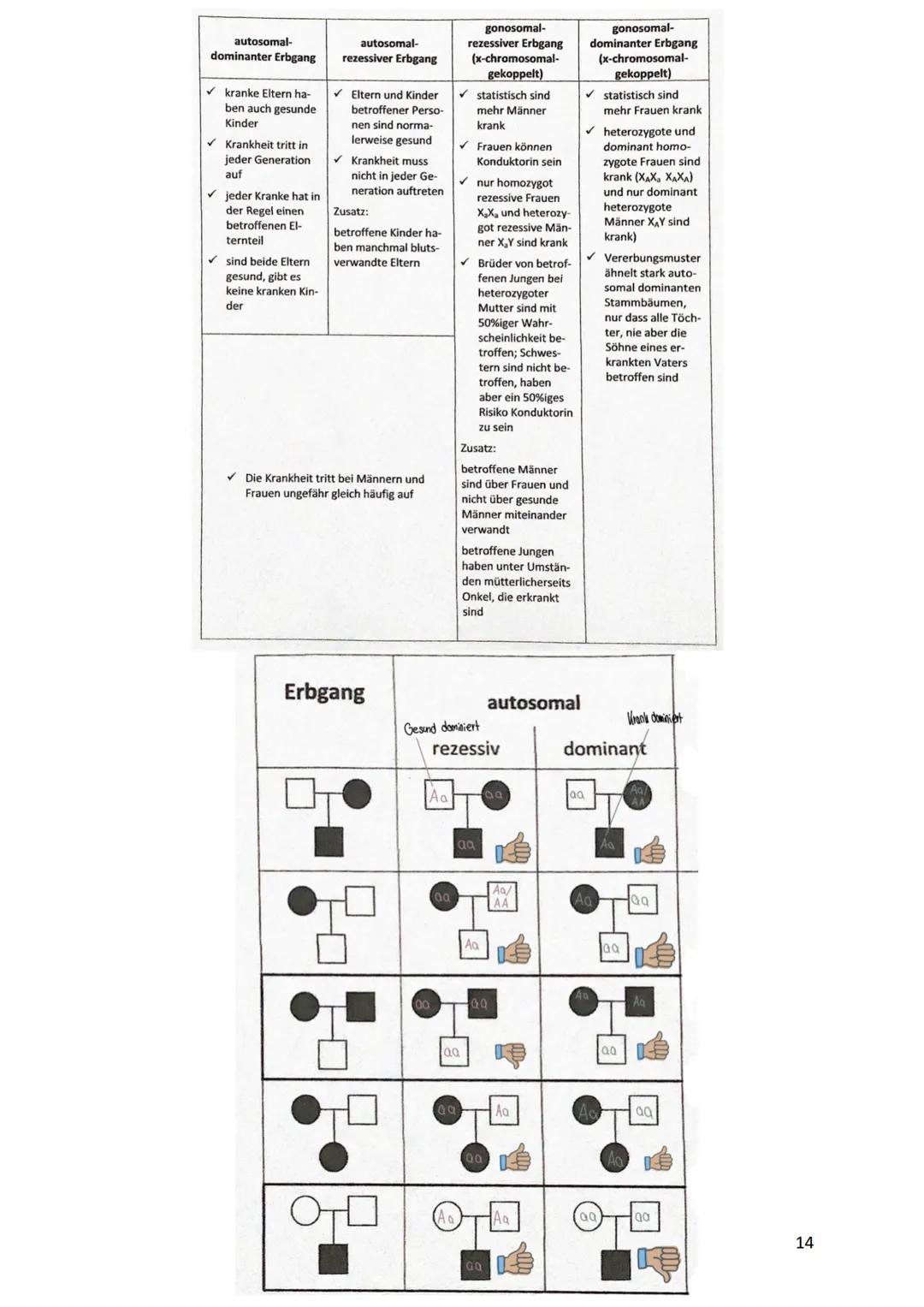 verdoppelt
Prophase I
Zwei Chromatiden
Chromosom mater
2wei Chromatiden
Chromosom veter
cher Herkunft
Metaphase I
Trennung homologer
Zwei Ch