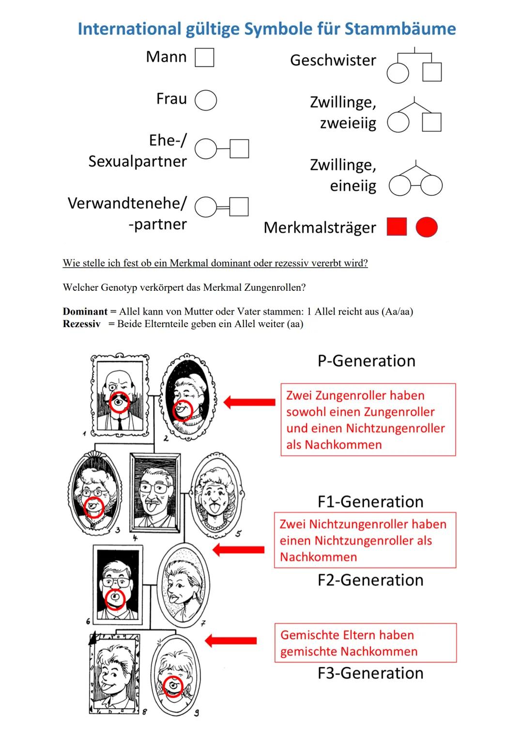 verdoppelt
Prophase I
Zwei Chromatiden
Chromosom mater
2wei Chromatiden
Chromosom veter
cher Herkunft
Metaphase I
Trennung homologer
Zwei Ch