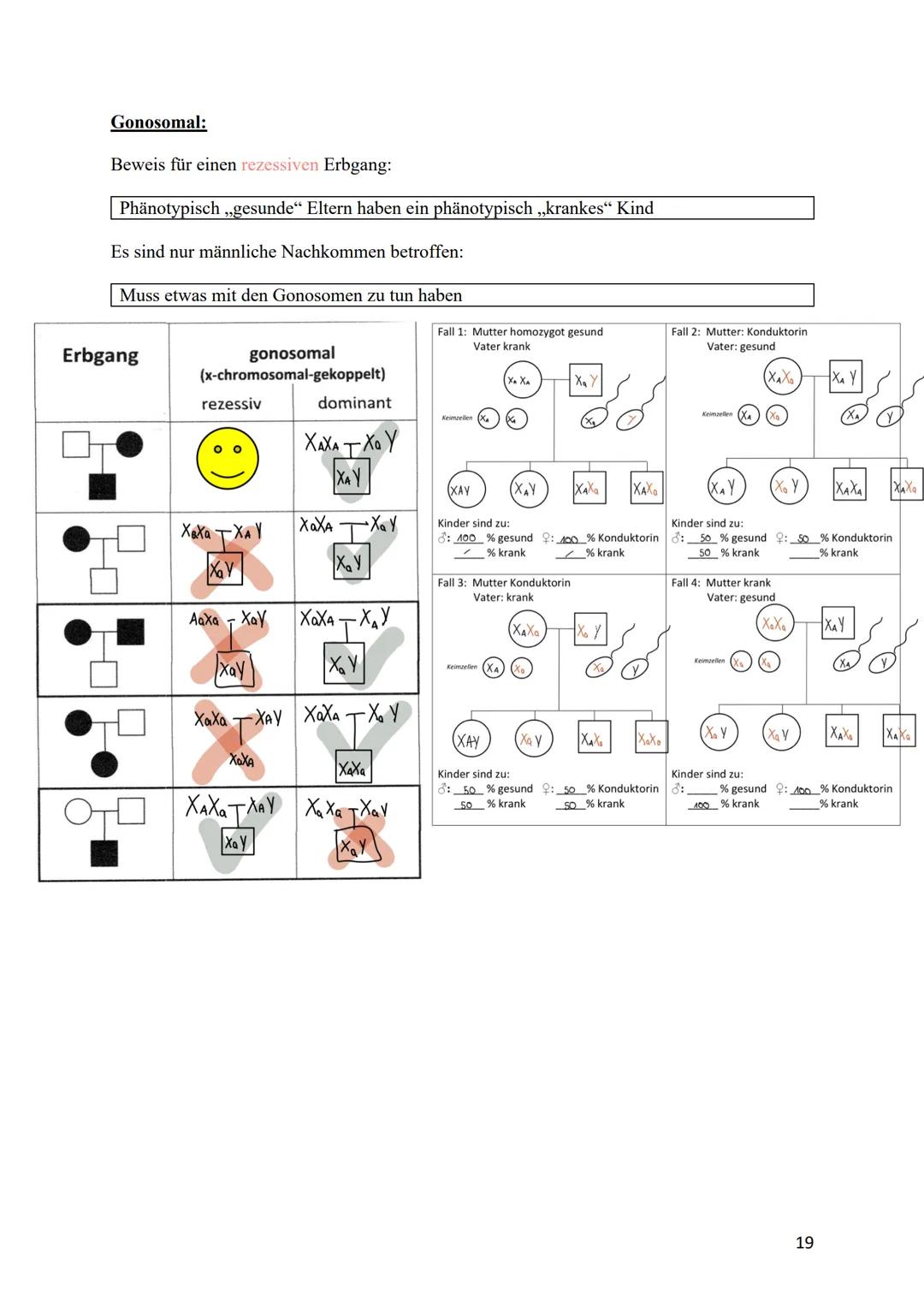 verdoppelt
Prophase I
Zwei Chromatiden
Chromosom mater
2wei Chromatiden
Chromosom veter
cher Herkunft
Metaphase I
Trennung homologer
Zwei Ch