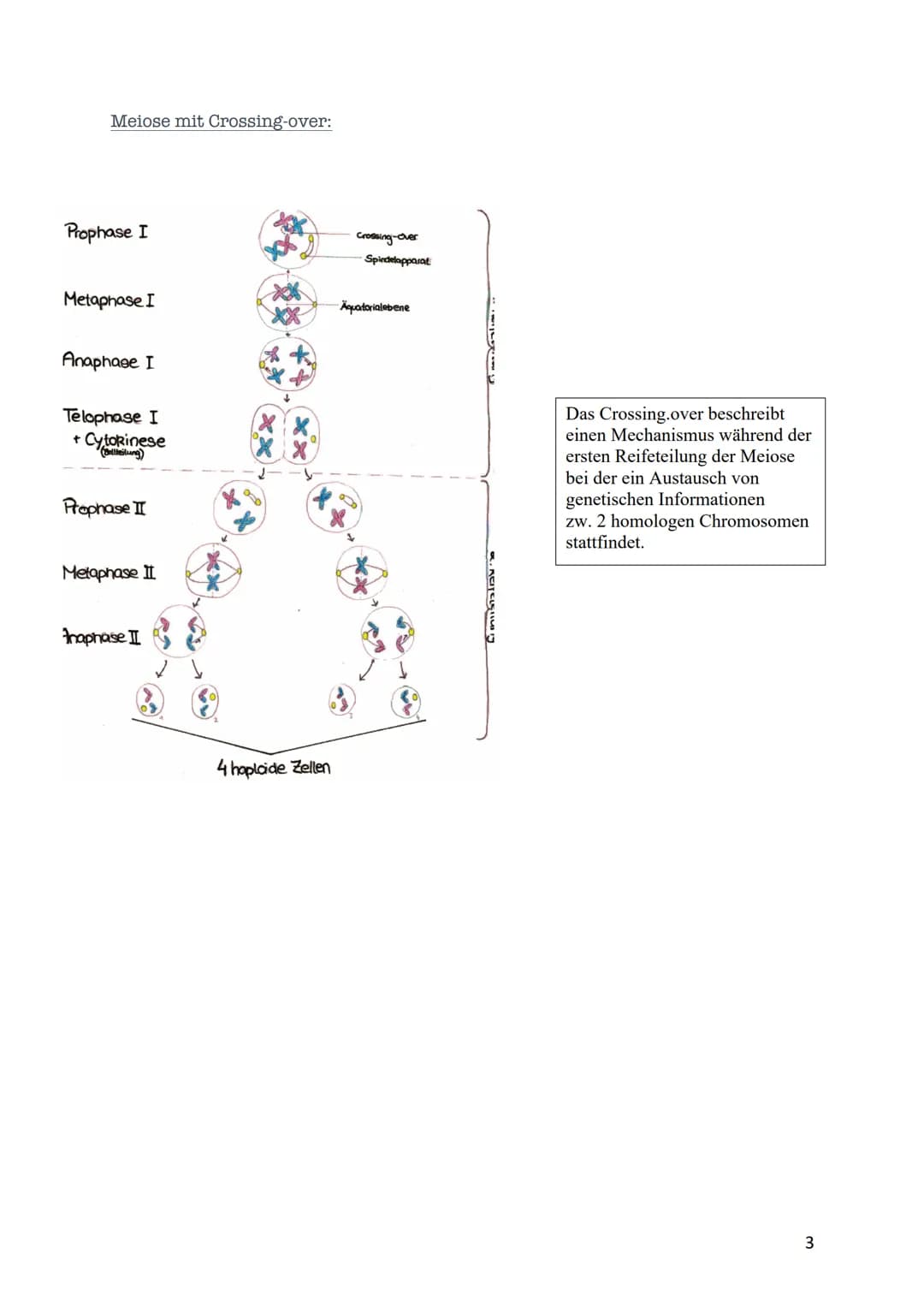 verdoppelt
Prophase I
Zwei Chromatiden
Chromosom mater
2wei Chromatiden
Chromosom veter
cher Herkunft
Metaphase I
Trennung homologer
Zwei Ch