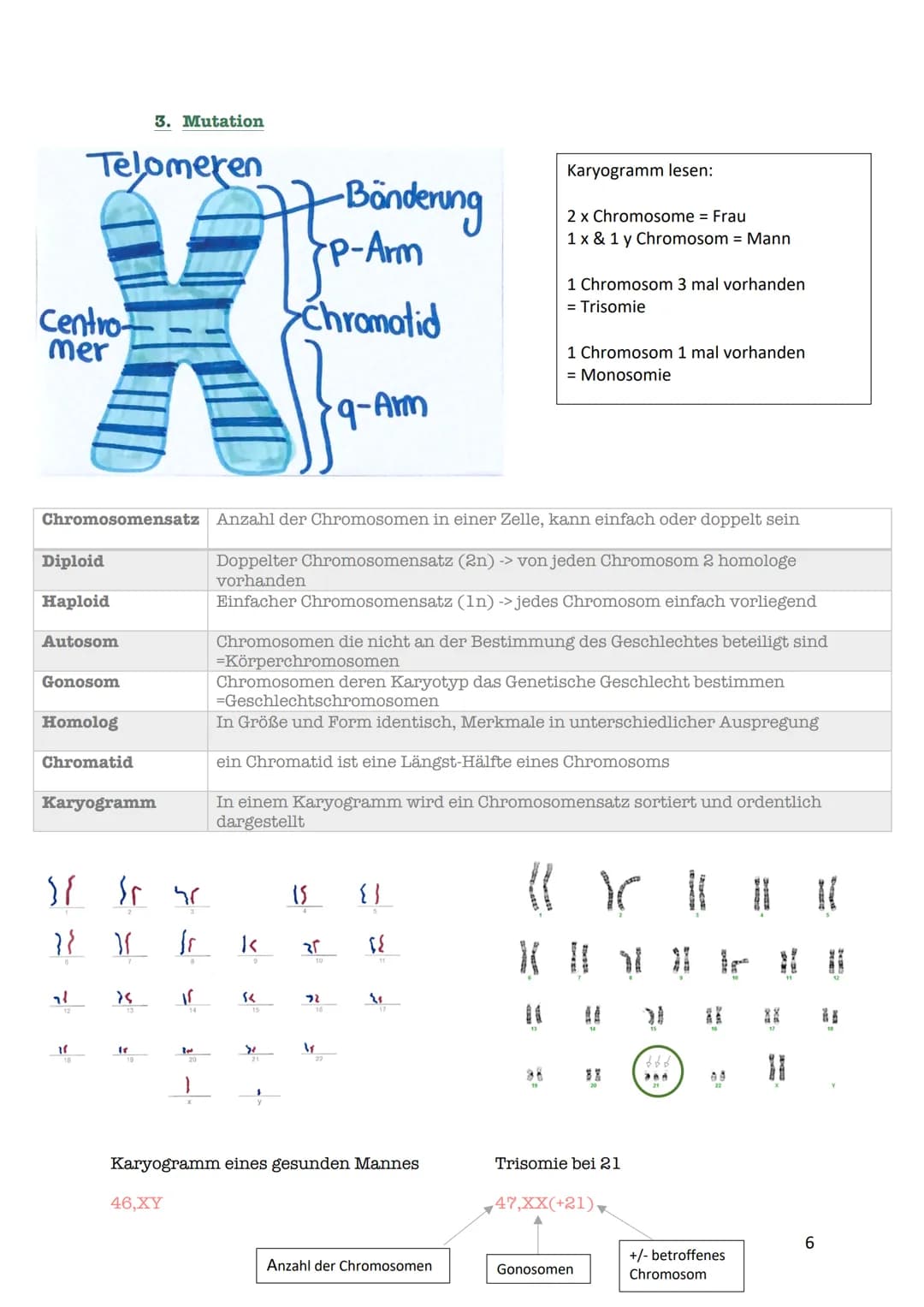 verdoppelt
Prophase I
Zwei Chromatiden
Chromosom mater
2wei Chromatiden
Chromosom veter
cher Herkunft
Metaphase I
Trennung homologer
Zwei Ch