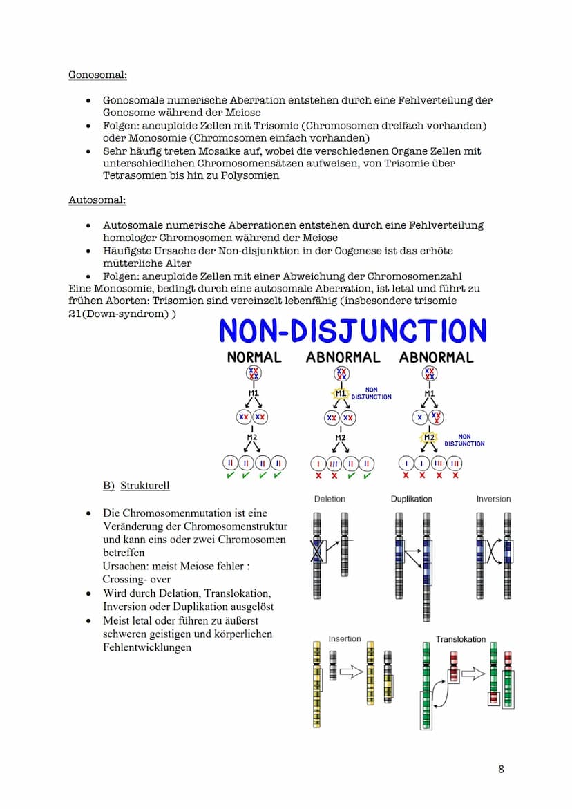 verdoppelt
Prophase I
Zwei Chromatiden
Chromosom mater
2wei Chromatiden
Chromosom veter
cher Herkunft
Metaphase I
Trennung homologer
Zwei Ch