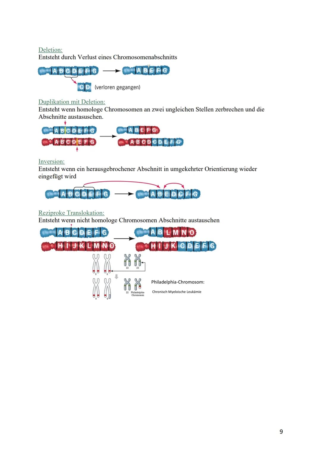 verdoppelt
Prophase I
Zwei Chromatiden
Chromosom mater
2wei Chromatiden
Chromosom veter
cher Herkunft
Metaphase I
Trennung homologer
Zwei Ch