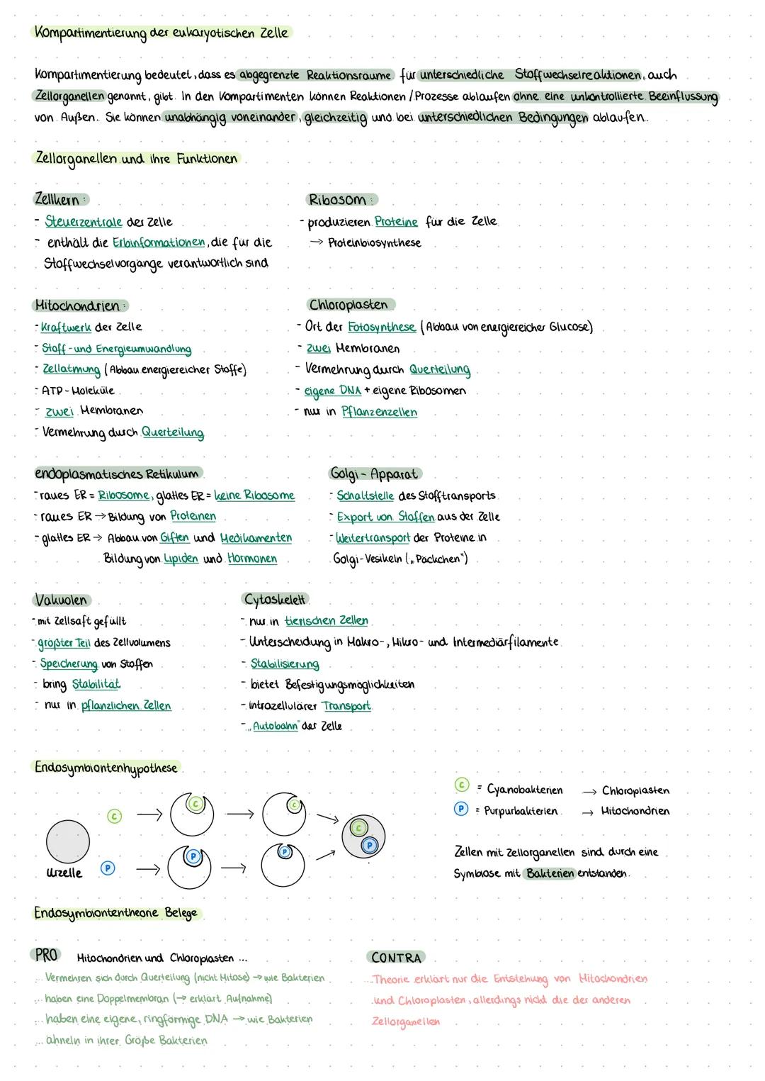 ZELLBIOLOGIE
Licht und Elektronenmikroskop
Max. Auflösungsvermögen
Funktionsweise
Kontrasterzeugung
Vor- und Nachteile
prokaryotische und eu