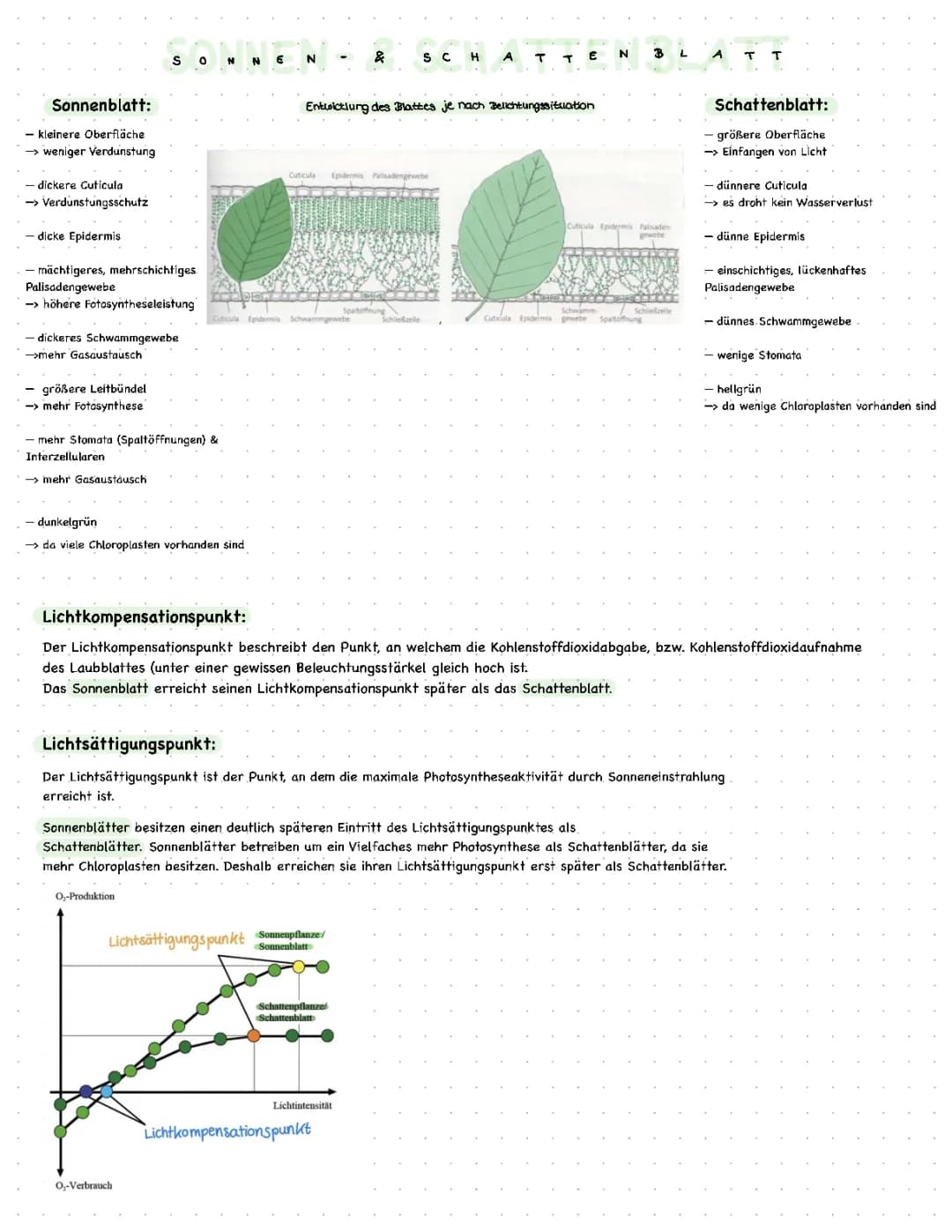 Unterschiede Sonnen- und Schattenblatt