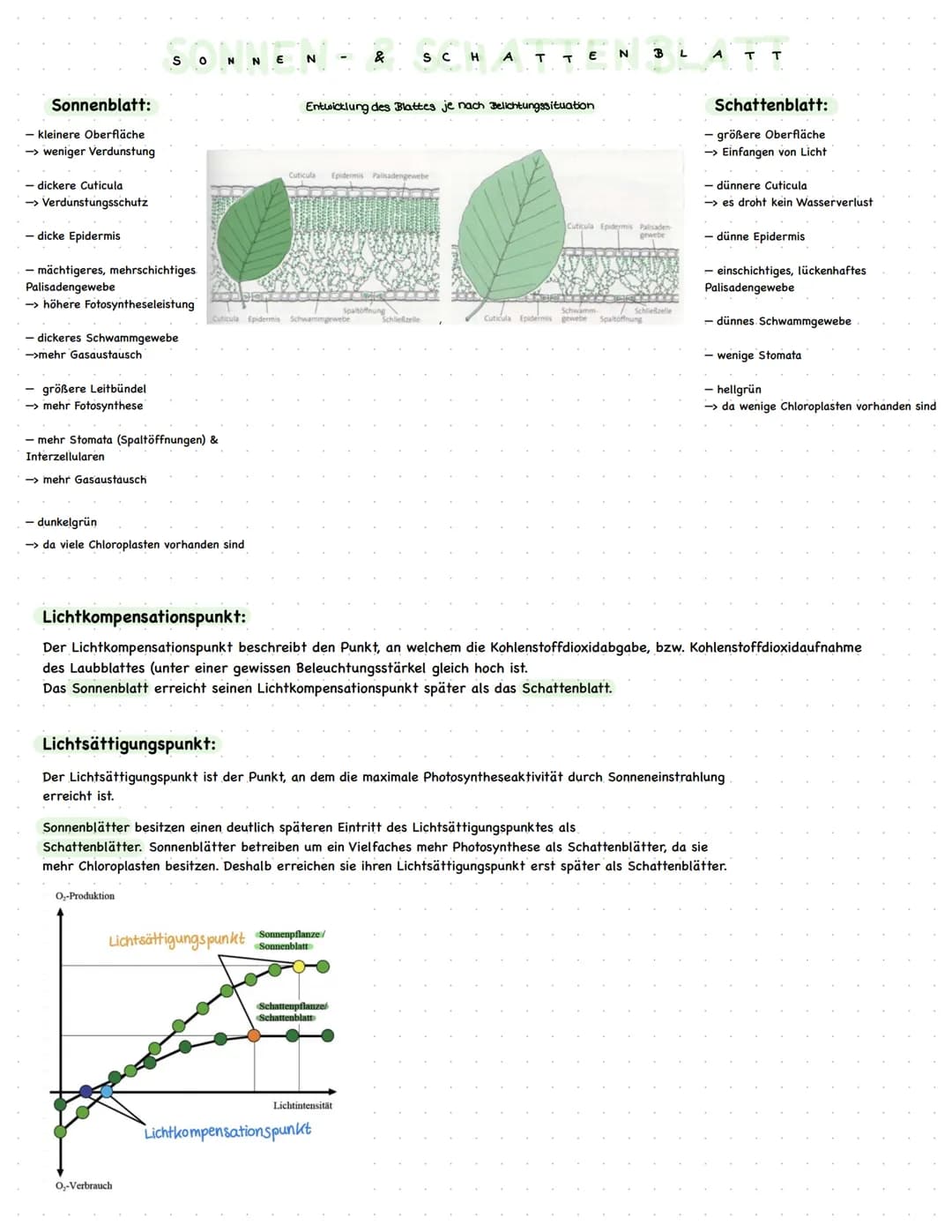 Sonnenblatt:
- kleinere Oberfläche
-> weniger Verdunstung
- dickere Cuticula
-> Verdunstungsschutz
- dicke Epidermis
- mächtigeres, mehrschi