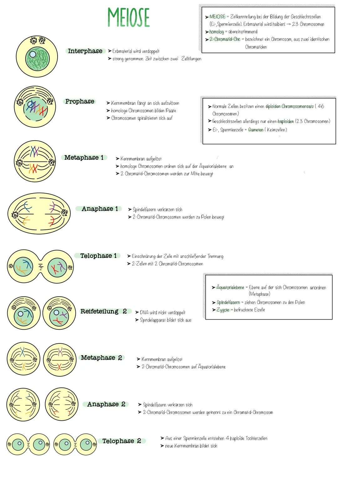 Mitose und Meiose: Vereinfachte Erklärung und Vergleich