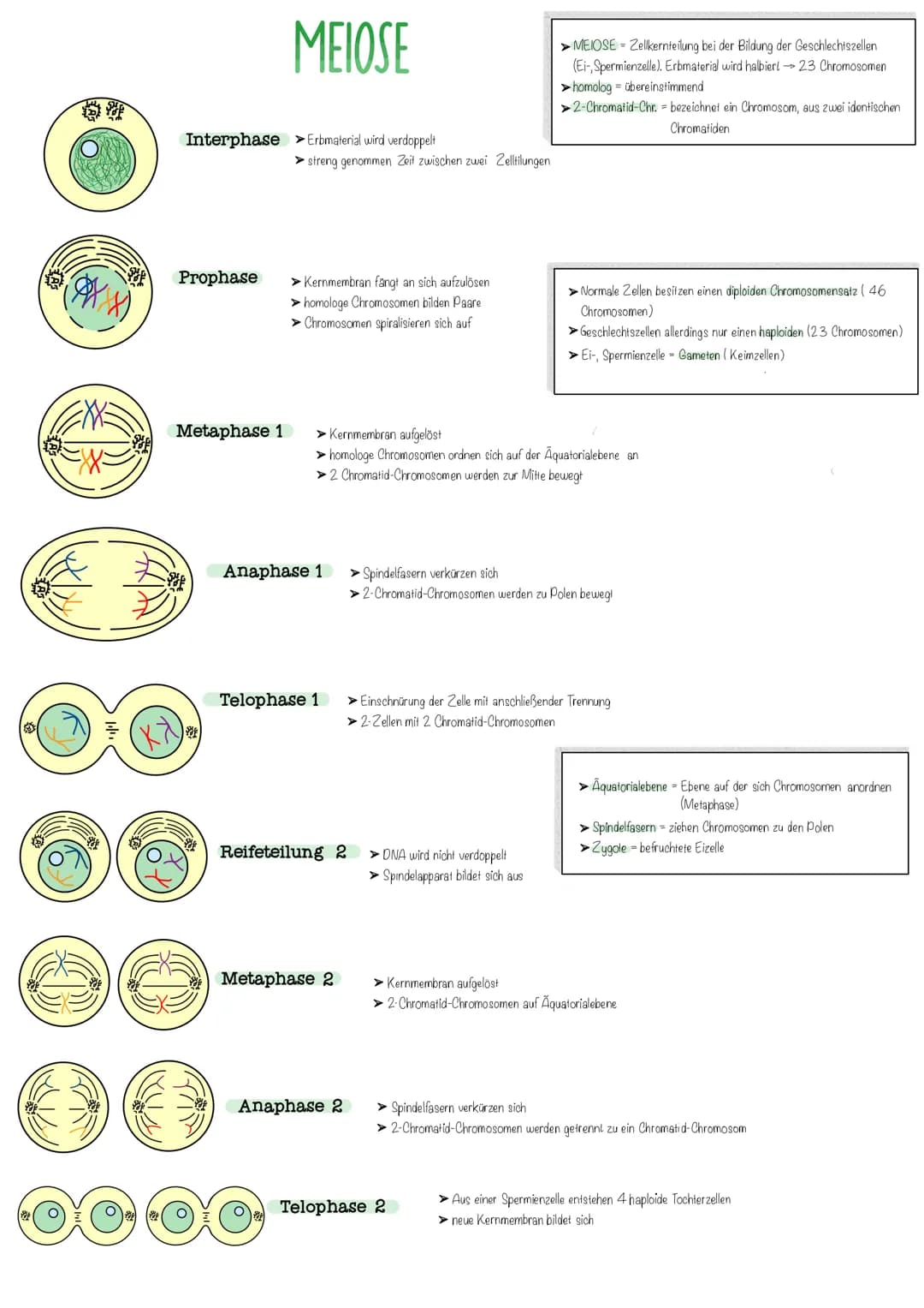 o
6
Interphase Erbmaterial wird verdoppelt
Prophase
Metaphase 1
Sof
MEIOSE
()
➤streng genommen Zeit zwischen zwei Zelltilungen
> Kernmembran