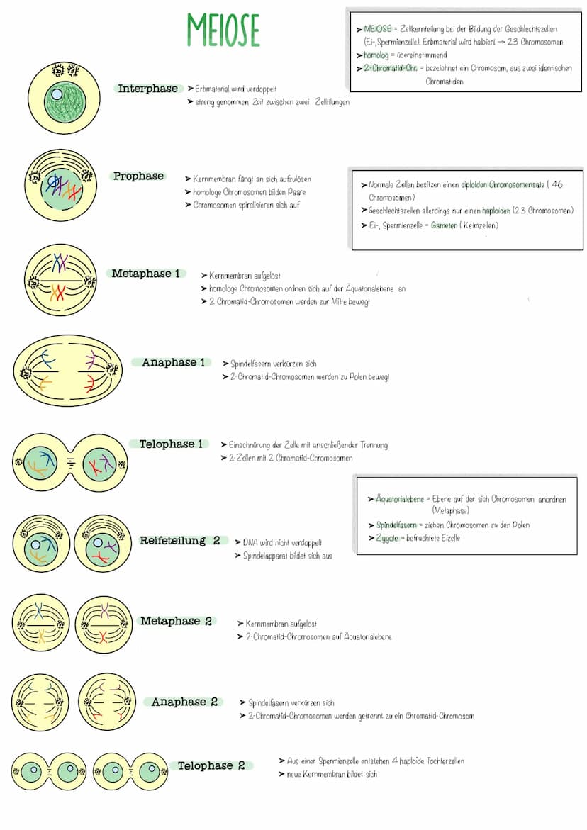 o
6
Interphase Erbmaterial wird verdoppelt
Prophase
Metaphase 1
Sof
MEIOSE
()
➤streng genommen Zeit zwischen zwei Zelltilungen
> Kernmembran