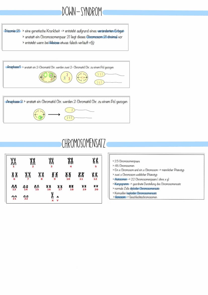 o
6
Interphase Erbmaterial wird verdoppelt
Prophase
Metaphase 1
Sof
MEIOSE
()
➤streng genommen Zeit zwischen zwei Zelltilungen
> Kernmembran