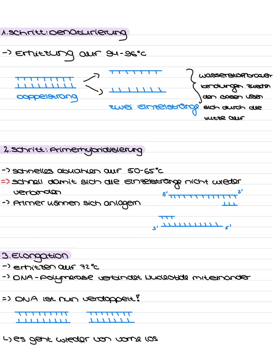 Genetische Analyseverfahren:
1. PCR-Methode
Ziel: im Labor ein Abschnitt der OVA of zu vervielfältigen
PCR Zutaten:
ONA-
Abschnitt
Primer
(s