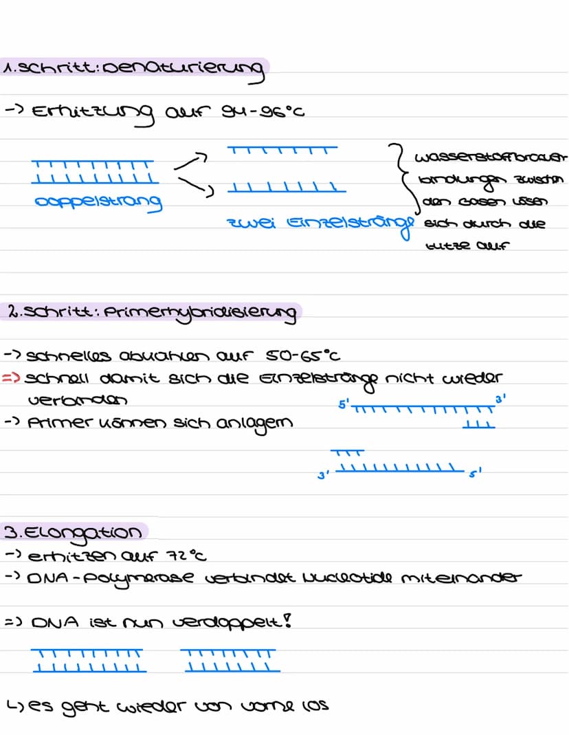 Genetische Analyseverfahren:
1. PCR-Methode
Ziel: im Labor ein Abschnitt der OVA of zu vervielfältigen
PCR Zutaten:
ONA-
Abschnitt
Primer
(s