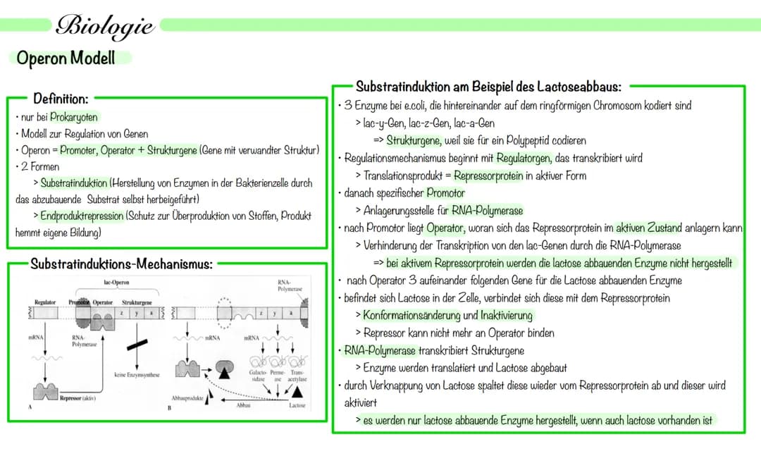 Genetik Lernzettel