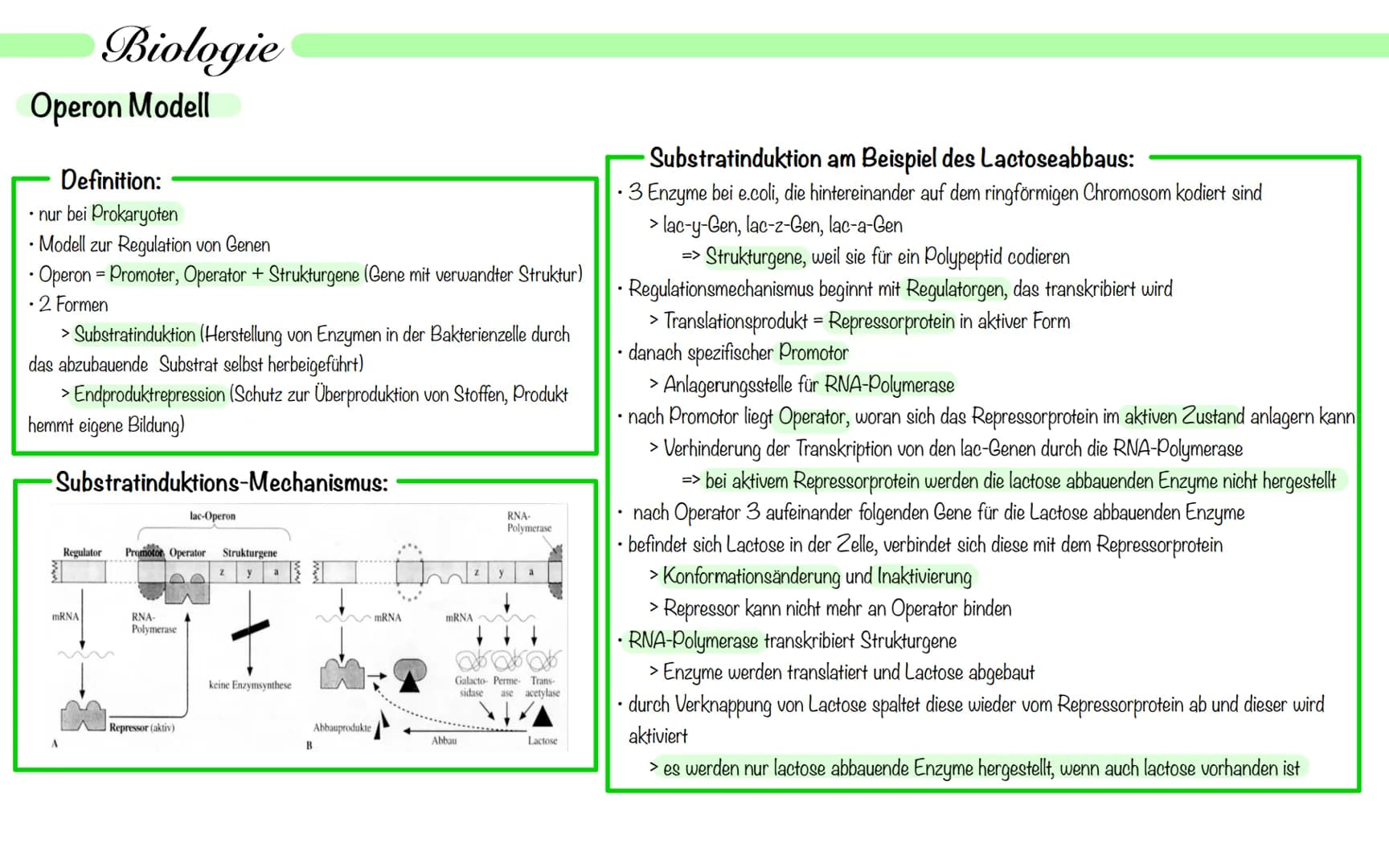 Biologie
Operon Modell
Definition:
• nur bei Prokaryoten
Modell zur Regulation von Genen
.
• Operon - Promoter, Operator + Strukturgene (Gen