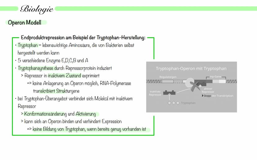 Biologie
Operon Modell
Definition:
• nur bei Prokaryoten
Modell zur Regulation von Genen
.
• Operon - Promoter, Operator + Strukturgene (Gen