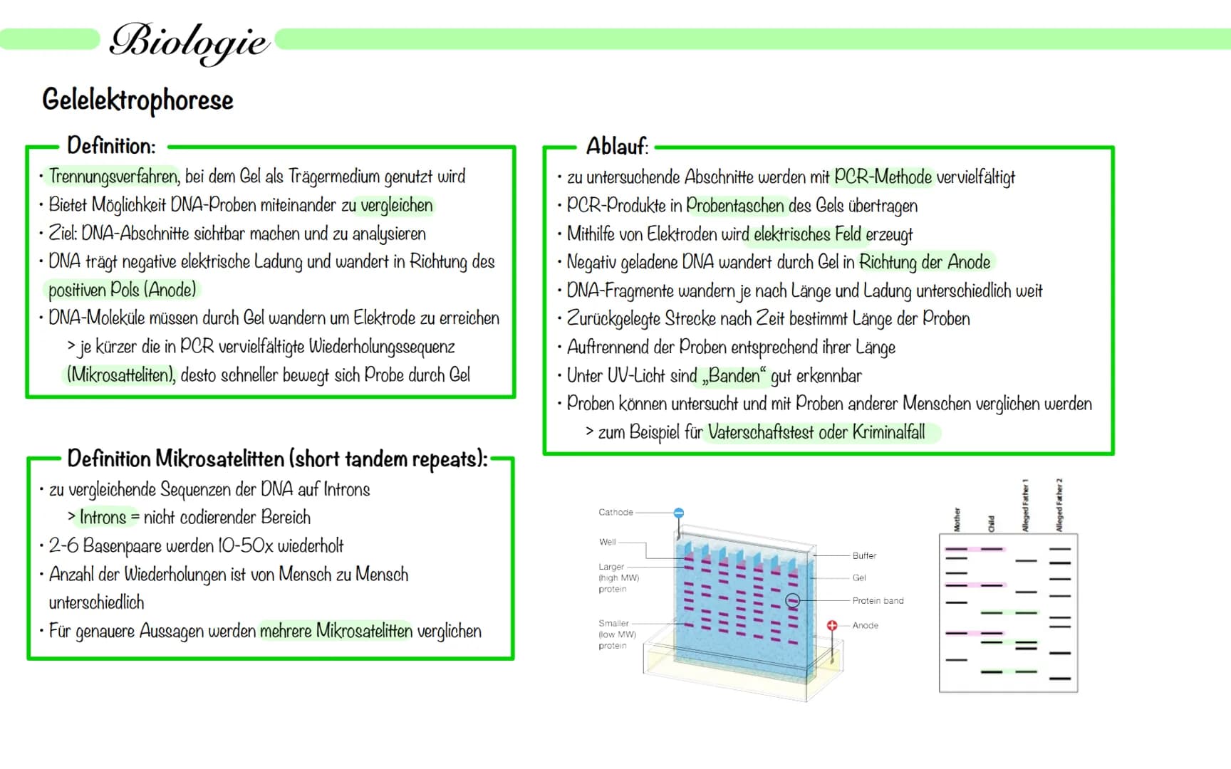 Biologie
Operon Modell
Definition:
• nur bei Prokaryoten
Modell zur Regulation von Genen
.
• Operon - Promoter, Operator + Strukturgene (Gen