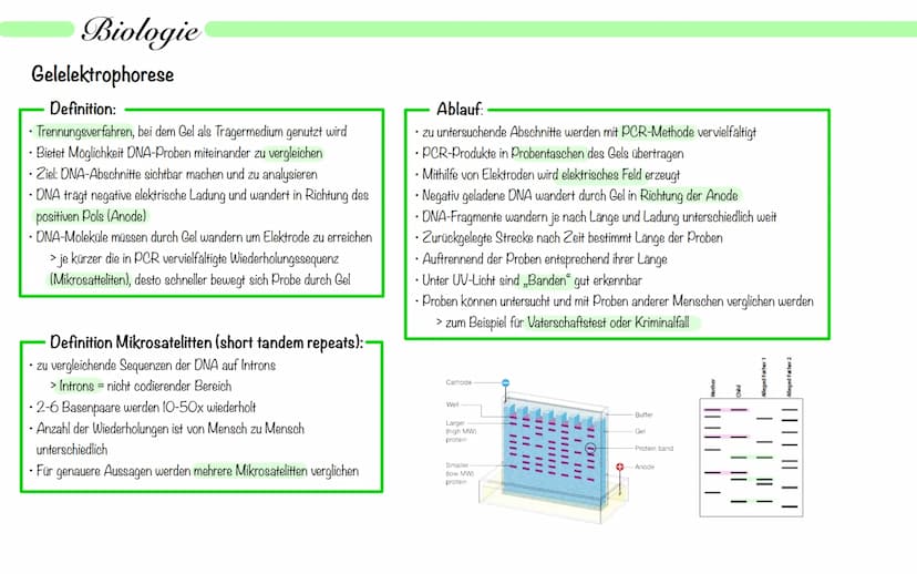 Biologie
Operon Modell
Definition:
• nur bei Prokaryoten
Modell zur Regulation von Genen
.
• Operon - Promoter, Operator + Strukturgene (Gen