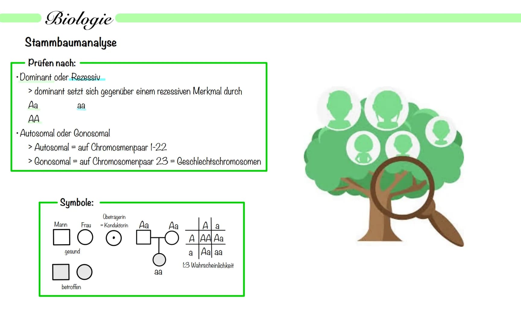 Biologie
Operon Modell
Definition:
• nur bei Prokaryoten
Modell zur Regulation von Genen
.
• Operon - Promoter, Operator + Strukturgene (Gen