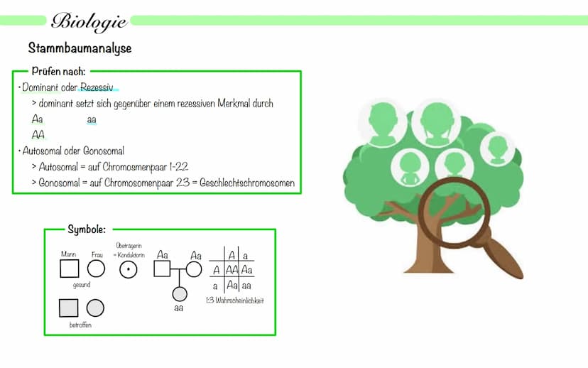Biologie
Operon Modell
Definition:
• nur bei Prokaryoten
Modell zur Regulation von Genen
.
• Operon - Promoter, Operator + Strukturgene (Gen
