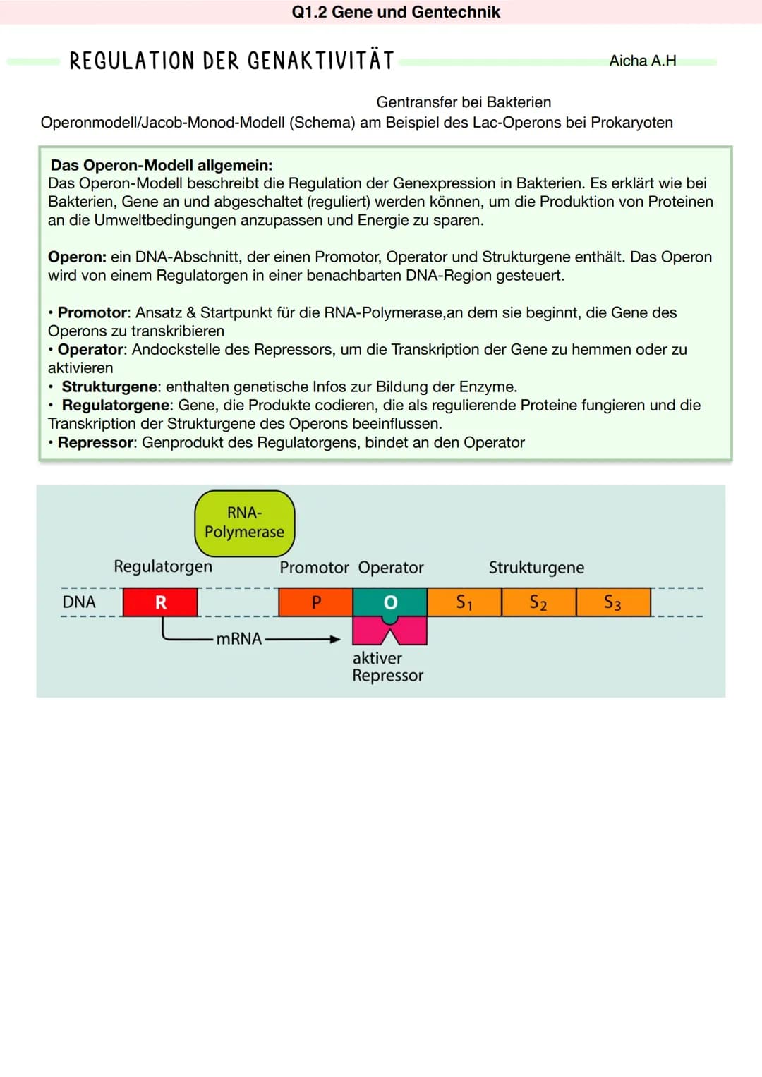 REGULATION DER GENAKTIVITÄT
Gentransfer bei Bakterien
Operonmodell/Jacob-Monod-Modell (Schema) am Beispiel des Lac-Operons bei Prokaryoten
D
