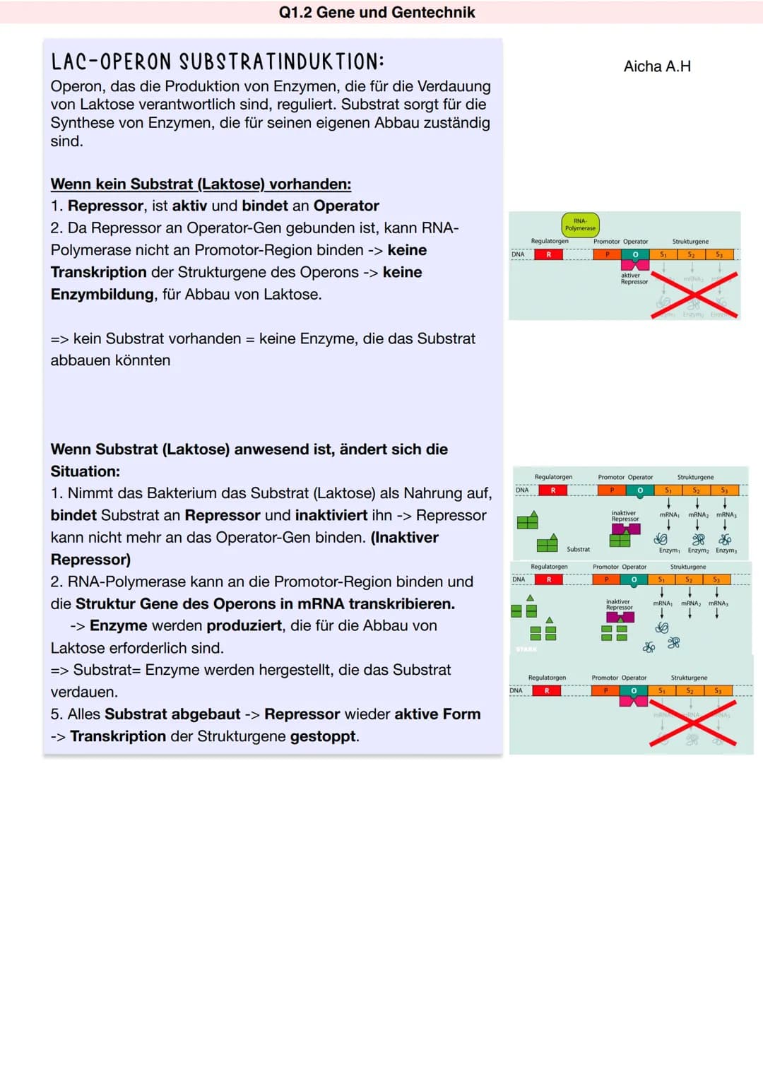 REGULATION DER GENAKTIVITÄT
Gentransfer bei Bakterien
Operonmodell/Jacob-Monod-Modell (Schema) am Beispiel des Lac-Operons bei Prokaryoten
D