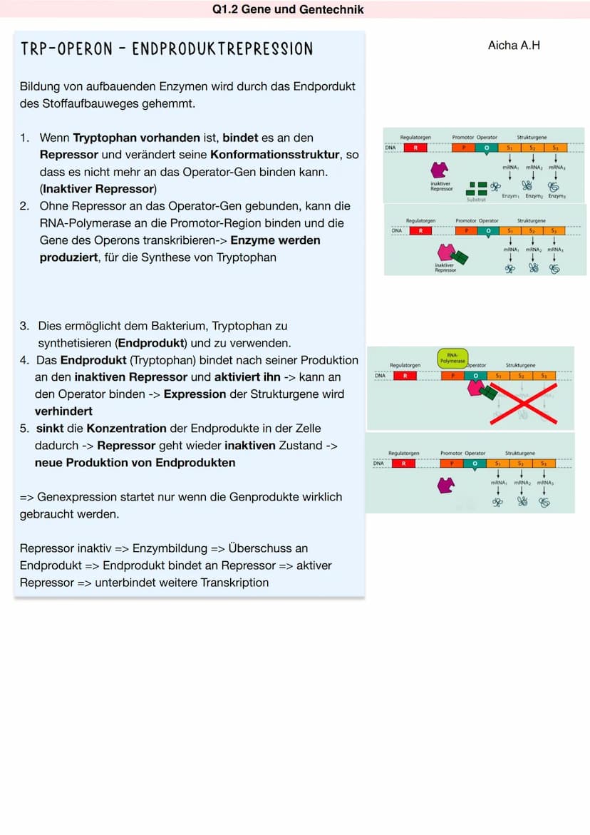 REGULATION DER GENAKTIVITÄT
Gentransfer bei Bakterien
Operonmodell/Jacob-Monod-Modell (Schema) am Beispiel des Lac-Operons bei Prokaryoten
D