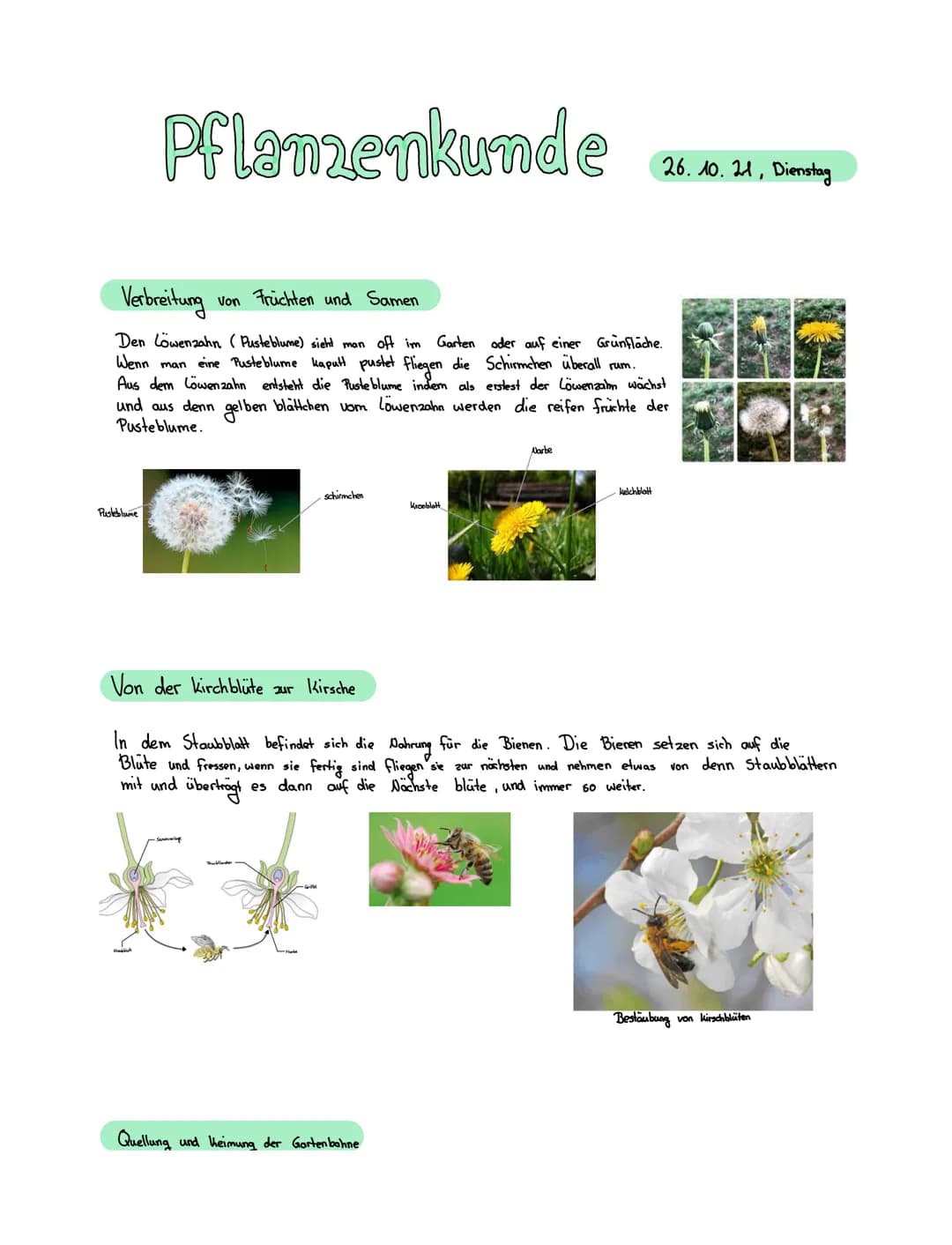 Pflanzenkunde
Pusteblume
Verbreitung
von Früchten und Samen
Den Löwenzahn (Pusteblume) sieht man oft im Garten oder auf einer Grünfläche.
We