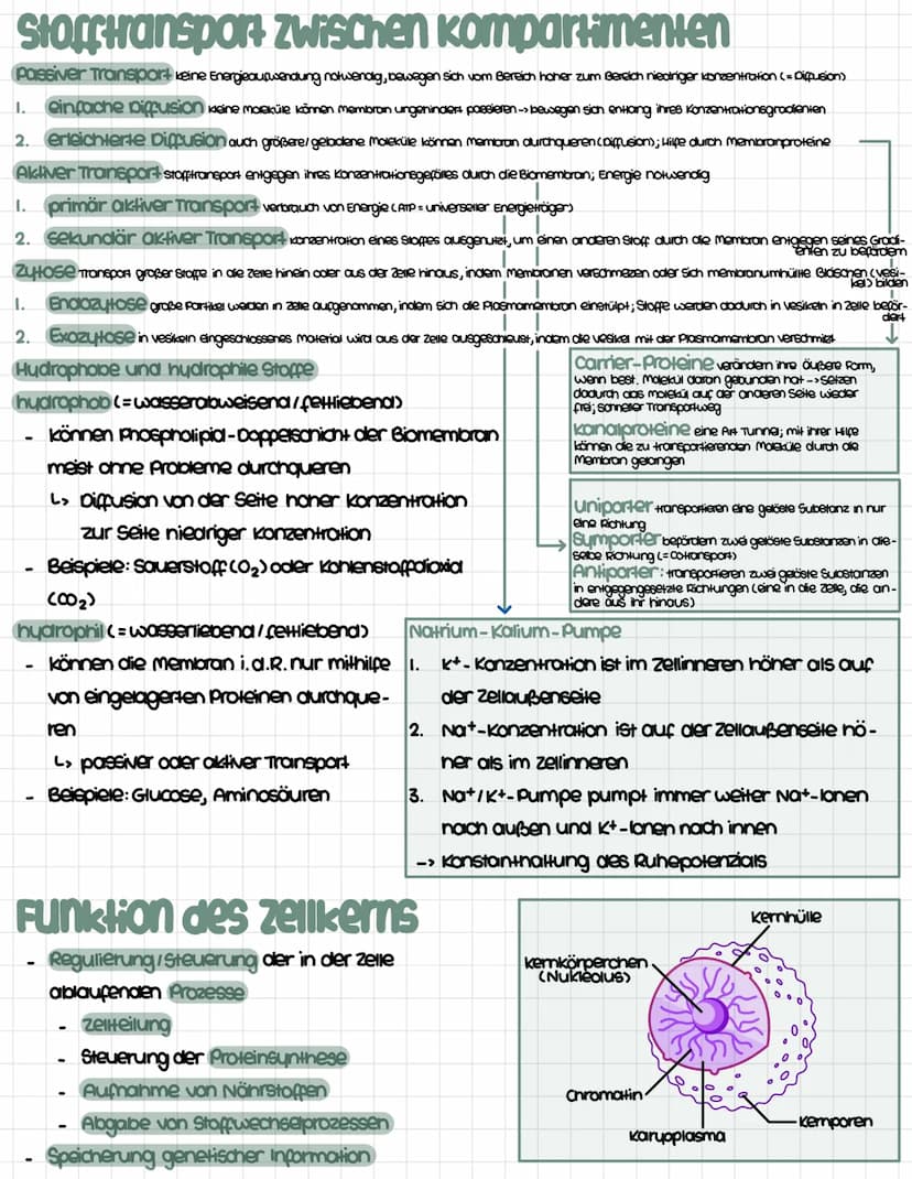 Inhaltsfeld 1: Biologie der Zelle
zellaufbau
zellen = abgetrennte Kompartimente, in denen sich weitere kleinere Bestandteile befinden
unters