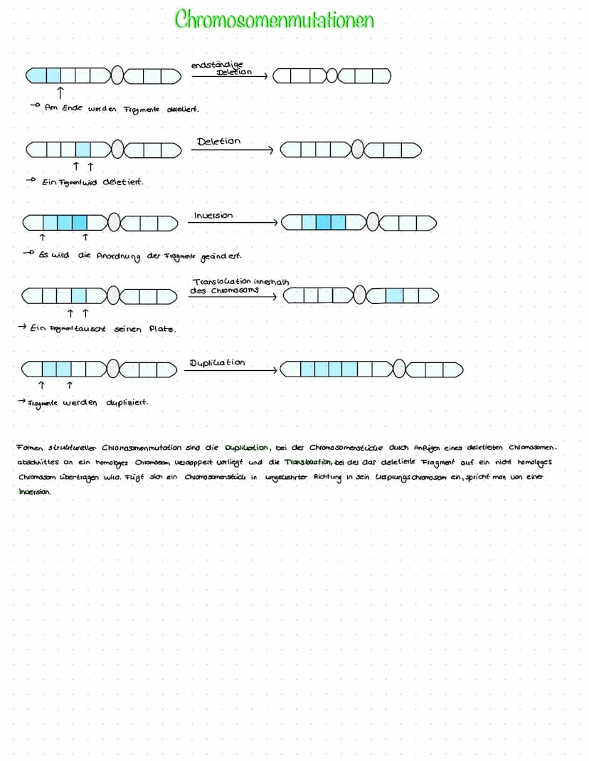 Mutationen
Definition
Nicht vorhersagbare Veränderungen der DNA. Mutationen sind größtenteils neutral und verändern den Phänotyp nicht, da m