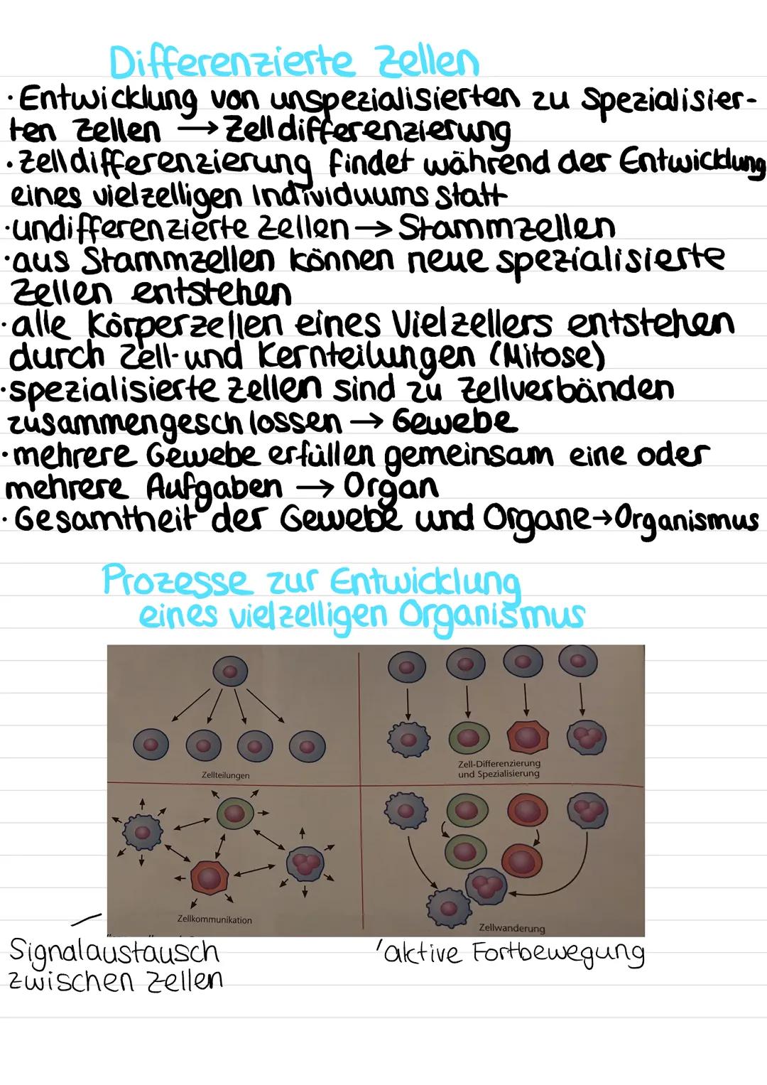 TIERZELLE
Lysosomen
Zellmembran Stoffabbay
Schutz nach
außen
Filamente
Stabilität
Golgi-
Apparat (Trans-
"portsystem)
Peroxisom
Mitochondriu