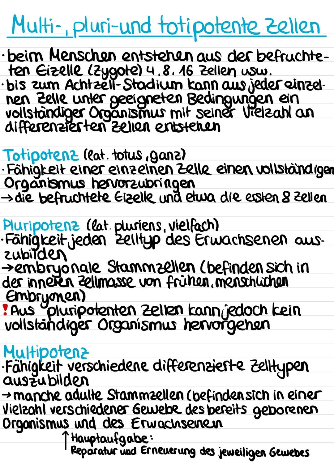 TIERZELLE
Lysosomen
Zellmembran Stoffabbay
Schutz nach
außen
Filamente
Stabilität
Golgi-
Apparat (Trans-
"portsystem)
Peroxisom
Mitochondriu