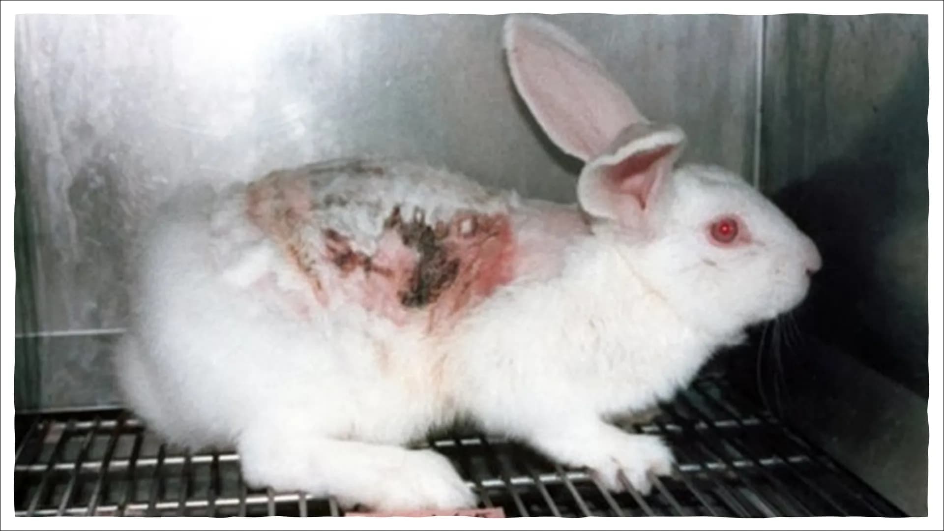 Animal
Testing
An issue I care about  Definition
animal experimentation, animal research, in vivo testing
• living animals used to develop m