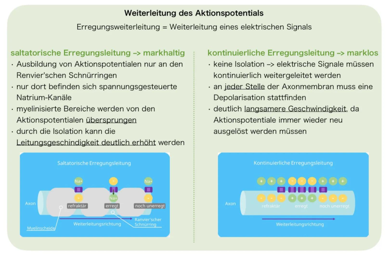 saltatorische Erregungsleitung -> markhaltig
.
• Ausbildung von Aktionspotentialen nur an den
Renvier'schen Schnürringen
nur dort befinden s