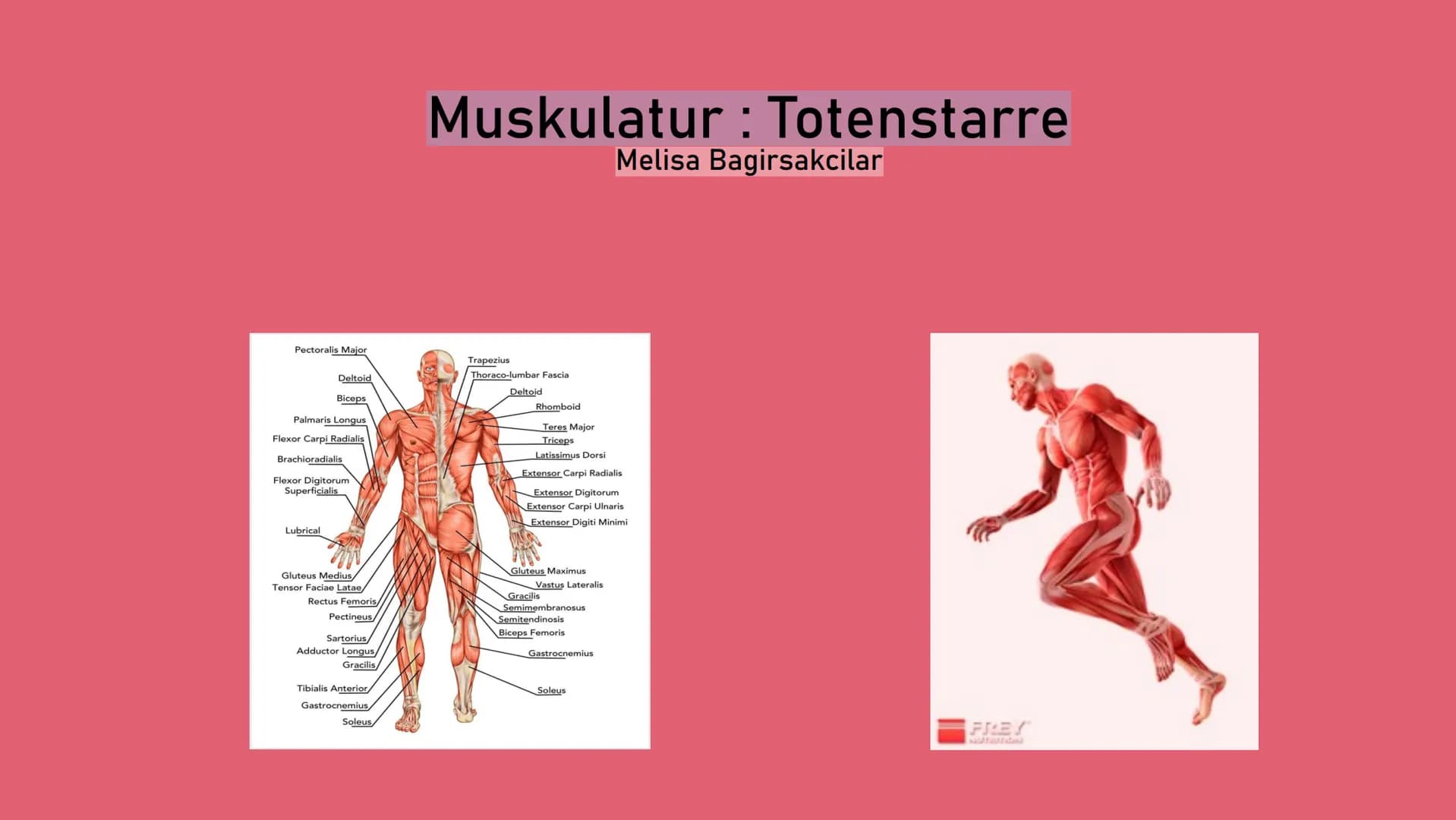 Pectoralis Major
Deltoid
Biceps
Palmaris Longus
Flexor Carpi Radialis
Brachioradialis
Flexor Digitorum
Superficialis
Lubrical
Gluteus Medius